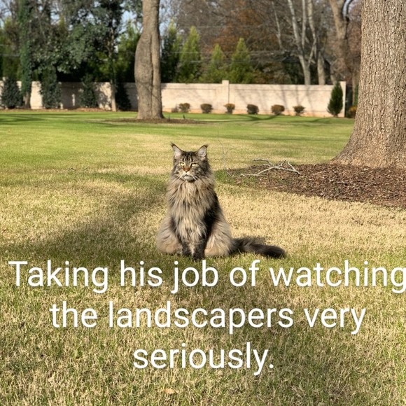 Hi! I'm Wolfie. What's your name? - Picture 8 of 17